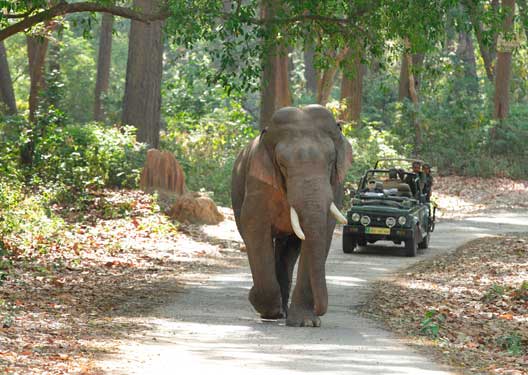 traveldilse-Corbett Jungle Safari